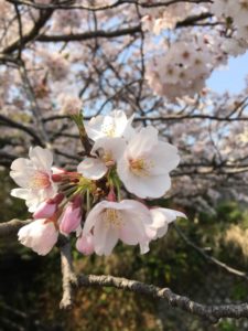 鎌倉　報国寺の桜