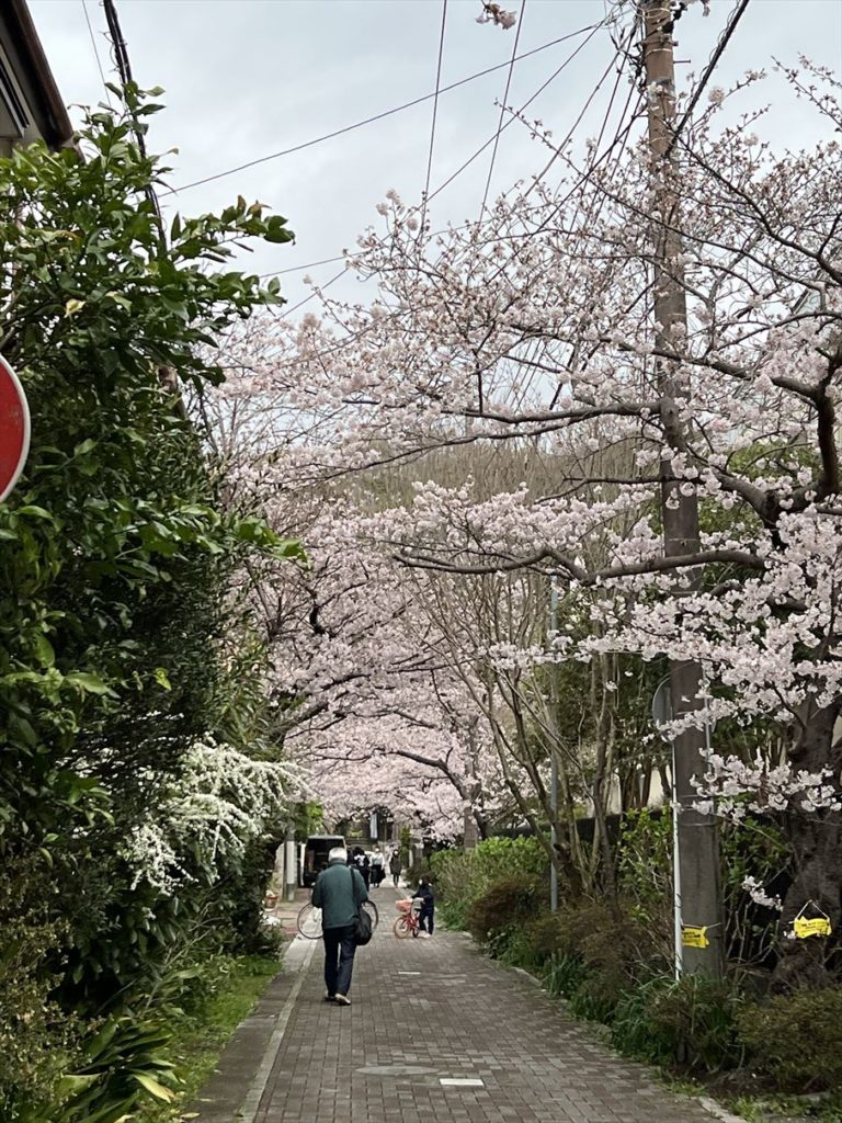 鎌倉　頼朝の墓　桜並木