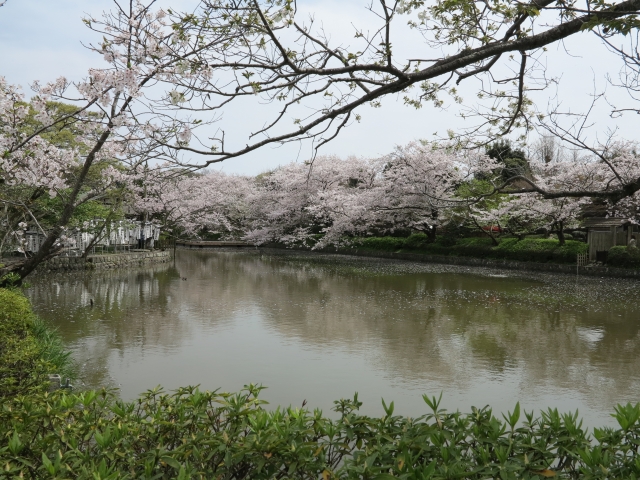 鶴岡八幡宮　桜