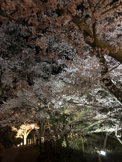 伊那　高遠の桜　夜桜