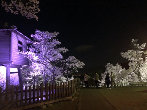 伊那　高遠の桜　夜桜