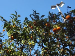 マントン　オレンジの木