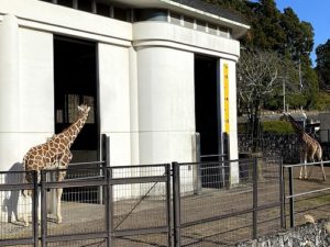 静岡　日本平動物園