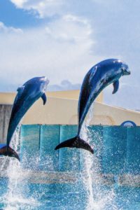 新江ノ島水族館　イルカのショー