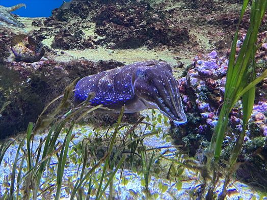 沖縄　美ら海水族館　コブシメ