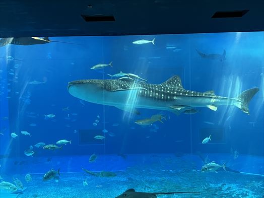 沖縄　美ら海水族館　ジンベイザメ