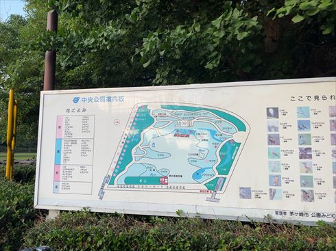 茅ヶ崎　中央公園