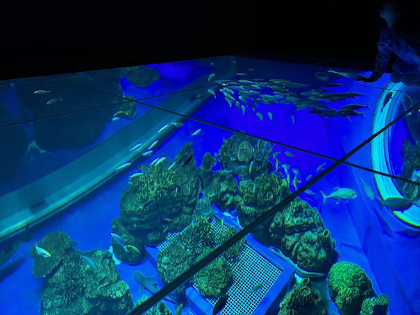 沖縄　かりゆし水族館