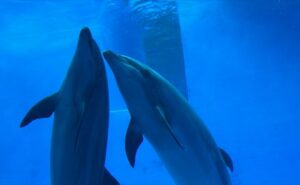 新潟　直江津　うみがたり