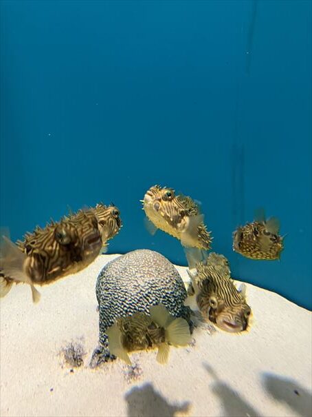 山口県　下関市　水族館　海響館