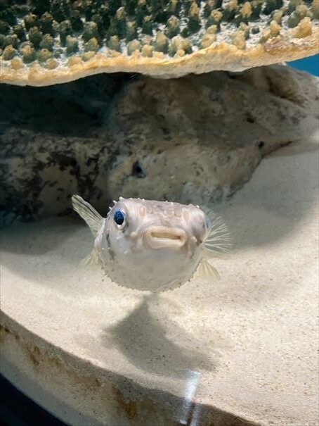 山口県　下関市　水族館　海響館