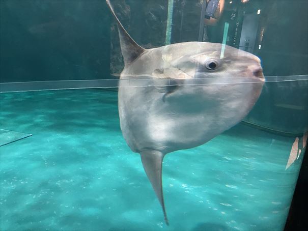 山口県　下関市　水族館　海響館