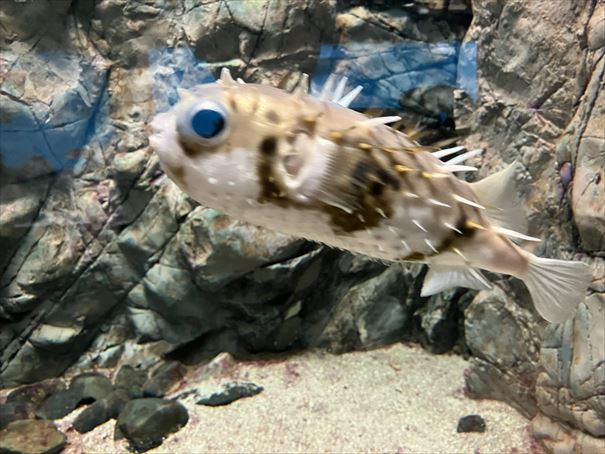 山口県　下関市　水族館　海響館