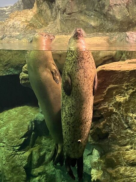 山口県　下関市　水族館　海響館