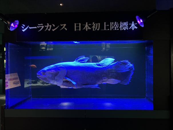 山口県　下関市　水族館　海響館