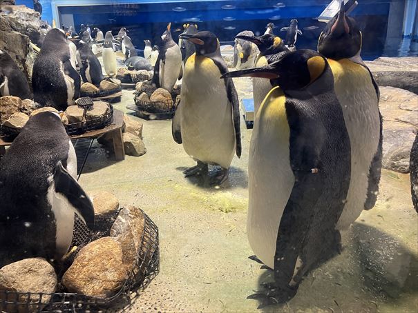 山口県　下関市　水族館　海響館