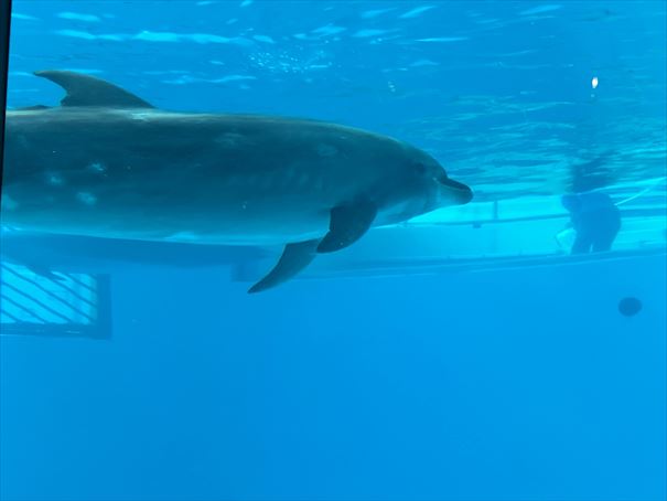 山口県　下関市　水族館　海響館