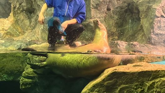 山口県　下関市　水族館　海響館