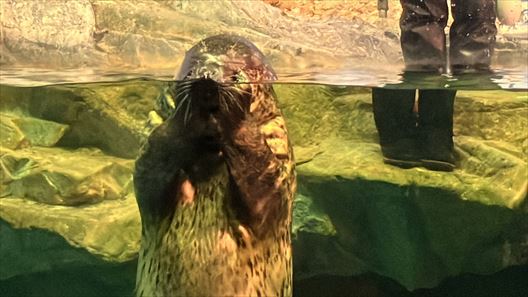 山口県　下関市　水族館　海響館