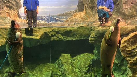 山口県　下関市　水族館　海響館