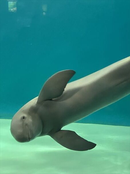 山口県　下関市　水族館　海響館