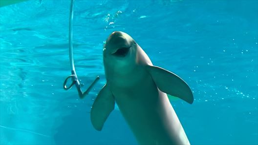 山口県　下関市　水族館　海響館