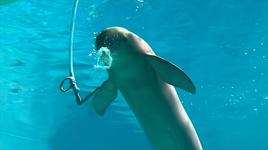 山口県　下関市　水族館　海響館