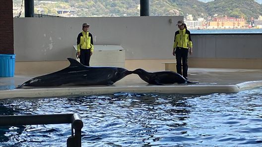 山口県　下関市　水族館　海響館