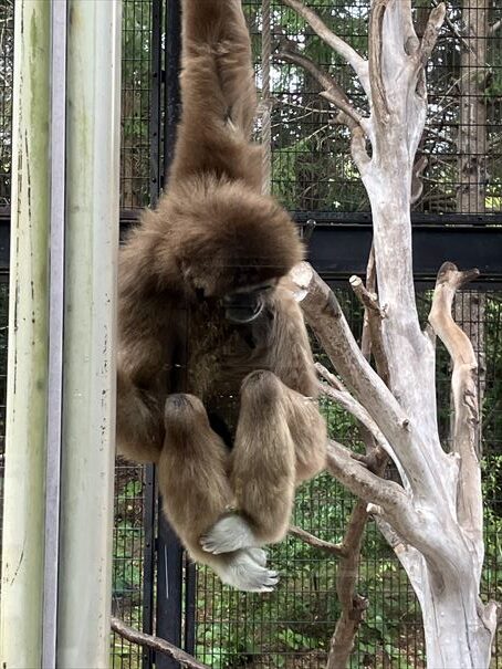 石川県　いしかわ動物園