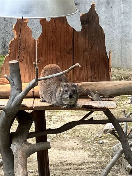 石川県　いしかわ動物園