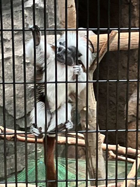 石川県　いしかわ動物園