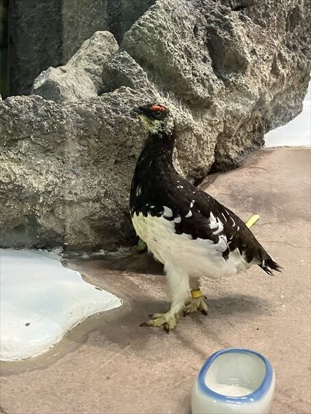 石川県　いしかわ動物園