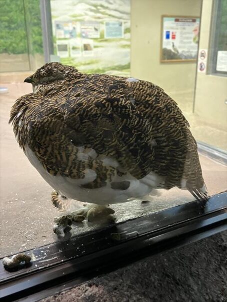 石川県　いしかわ動物園