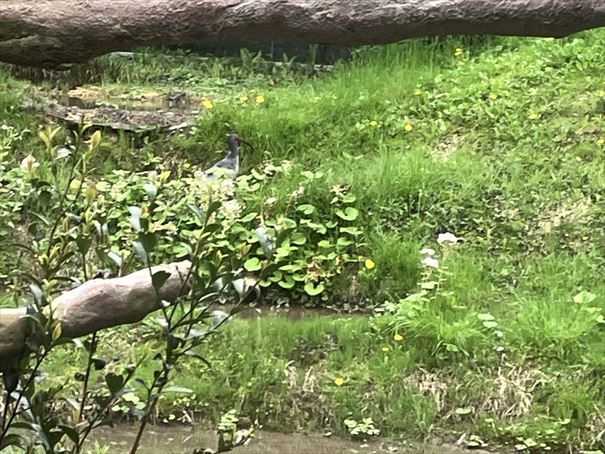 石川県　いしかわ動物園　トキ