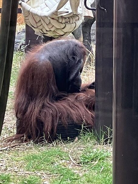 石川県　いしかわ動物園