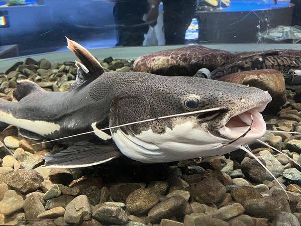 千歳サケのふるさと水族館