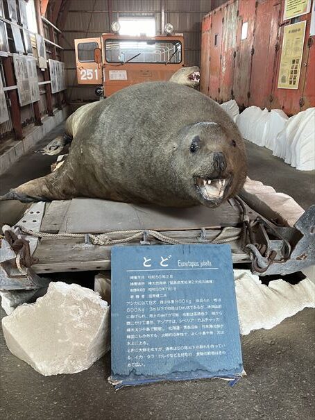 ノシャップ水族館　南極越冬隊資料館