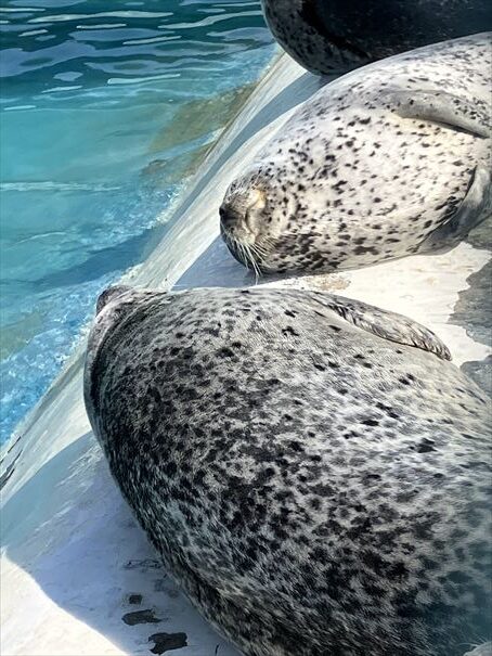 ノシャップ水族館