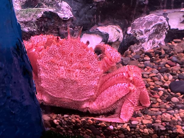 ノシャップ水族館