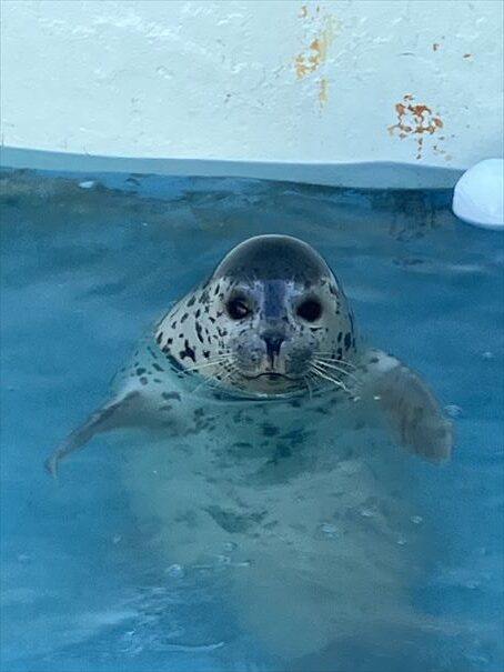 ノシャップ水族館