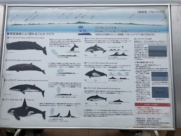 羅臼　クジラの見える丘公園