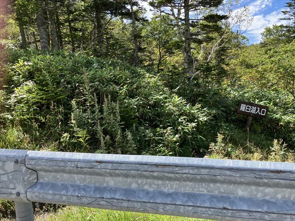 羅臼湖　ハイキング　知床