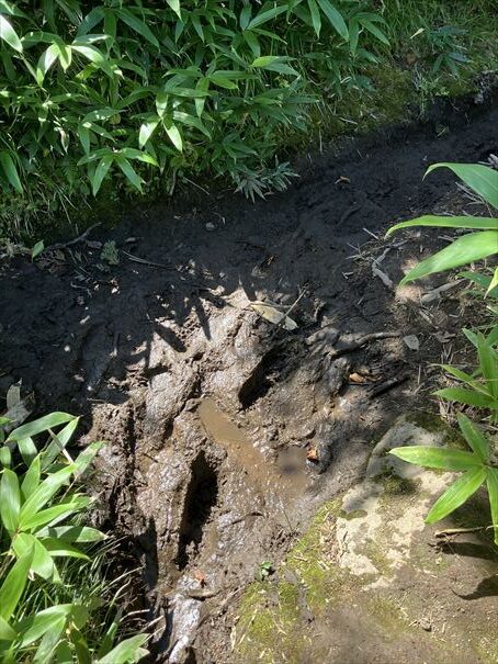 羅臼湖　ハイキング　知床