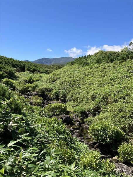 羅臼湖　ハイキング　知床