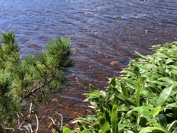 羅臼湖　ハイキング　知床