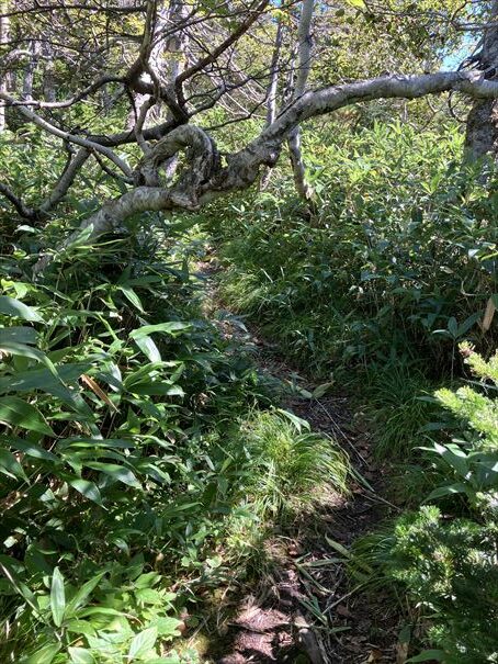 羅臼湖　ハイキング　知床