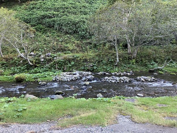 羅臼　鷲の宿　シマフクロウ