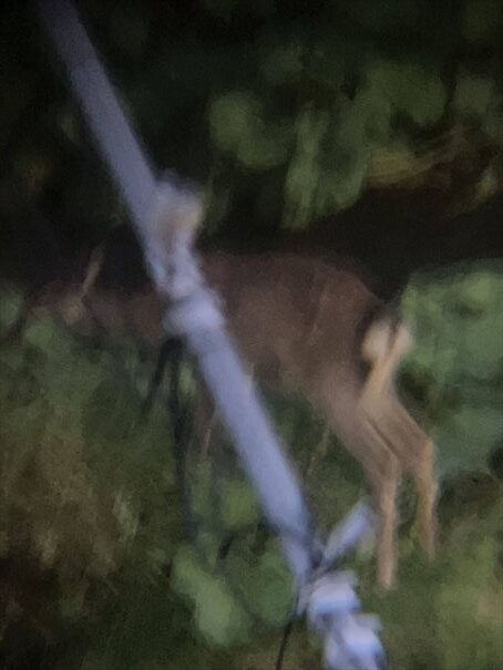 羅臼　鷲の宿　シマフクロウ