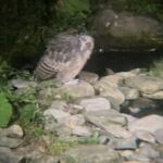 羅臼　鷲の宿　シマフクロウ