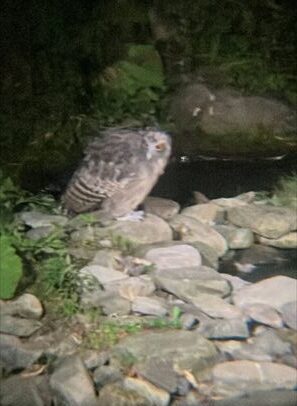 羅臼　鷲の宿　シマフクロウ
